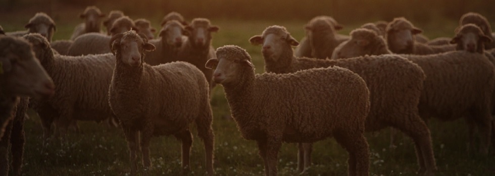 Holistex impulsa una certificación de trazabilidad para la lana merina española