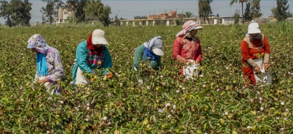 Better Cotton: Inditex reclama información y “transparencia” de la “trazabilidad” del algodón