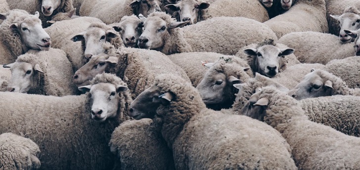 Más allá de la lana australiana, ¿dónde están las ovejas de la industria de la moda?