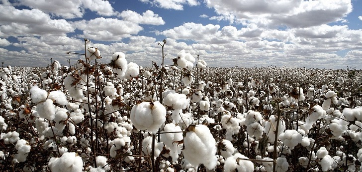 El algodón ‘eco’ alcanza el 14% de la producción mundial de cultivo  
