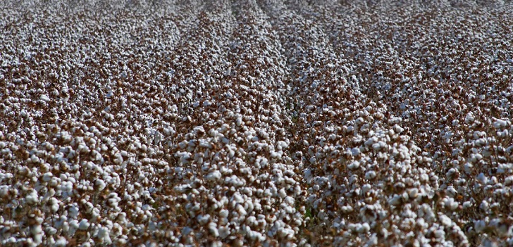La producción mundial de algodón orgánico se hinchará un 48% más en 2021 