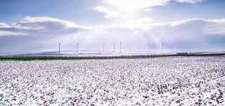 El algodón ‘eco’ continúa ganando terreno: copa el 22% de la producción