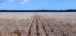 Más presión para los precios del algodón: hay stock para la demanda de un año