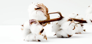 El algodón anticipa su primera caída desde 2012 en España