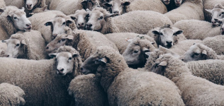 Más allá de Australia, ¿dónde están <br>las ovejas de la industria de la moda?