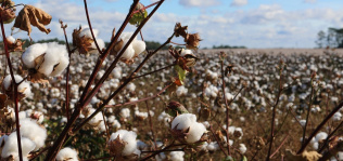 El algodón contrae el consumo en 2018-2019 ante la subida del precio y la caída de la oferta