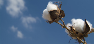 El algodón se abarata: el consumo frena y presiona los precios a la baja