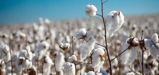 El algodón cambia de ‘players’: el consumo sale de Asia y deriva hacia Turquía
