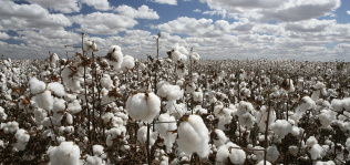 Adidas y H&M lideran el uso de algodón sostenible en la industria de la moda