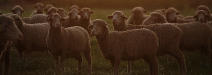 Holistex lanza una certificación para la lana merina española